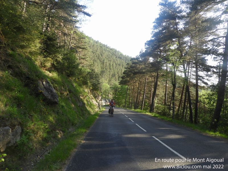 Montée en forêt , à l'Aigoual