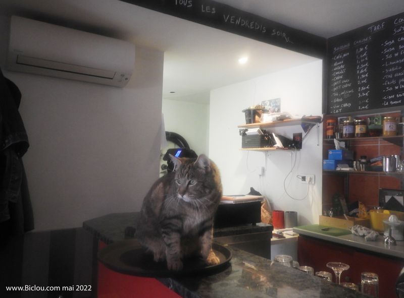 Le serveur est un chat