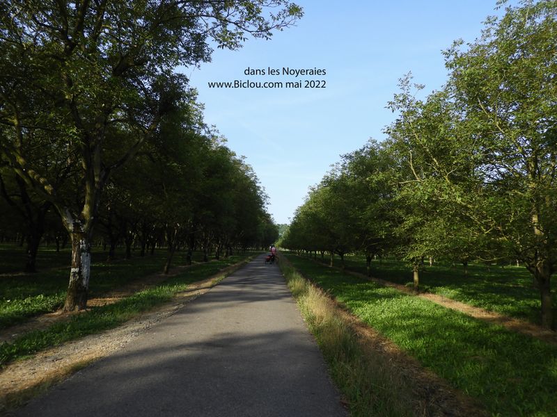 Dans les Noyeraies (Vinay)