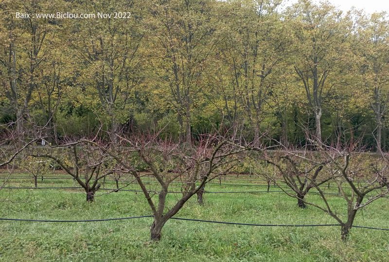 Baix : Taille des arbres