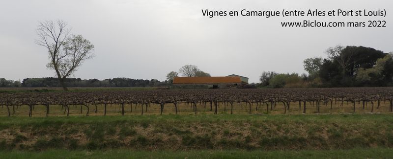 Vignes en Camargue ..