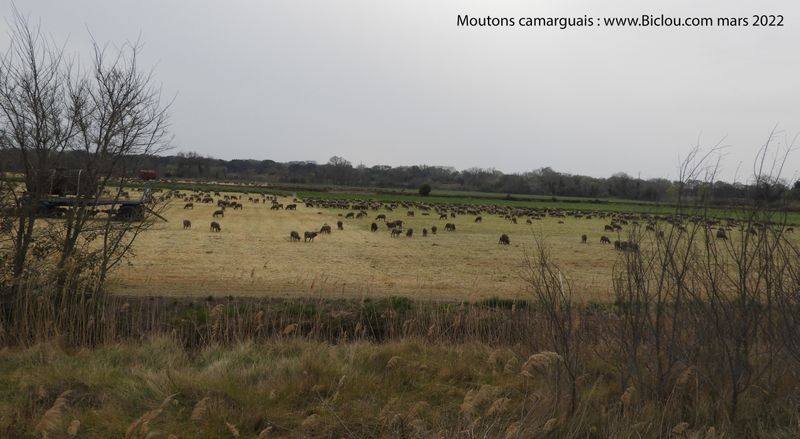 Moutons noirs ..