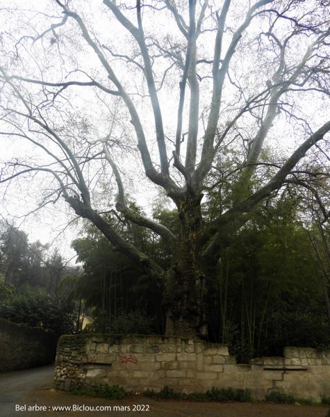 Auprès de mon arbre .. 