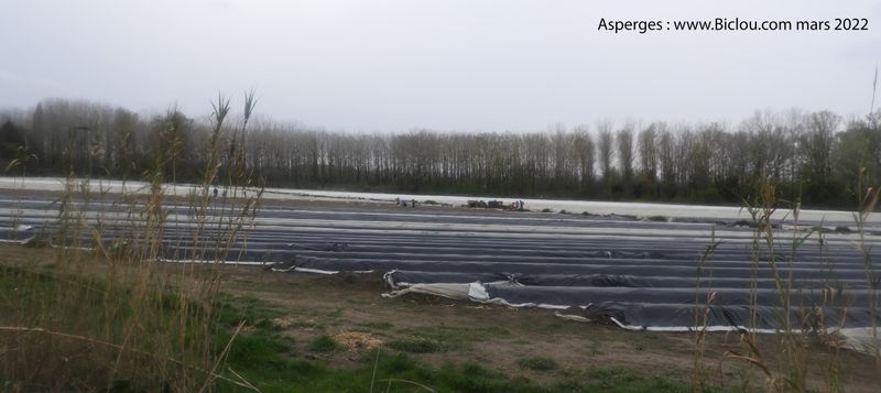 Asperges