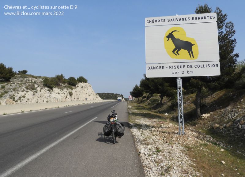 Chèvres sauvages sur la D 9 