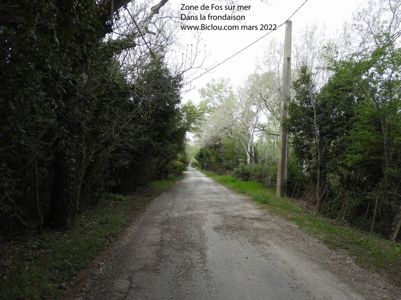Zone de Fos sur mer : dans la frondaison