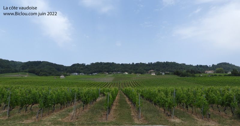 La Côte Vaudoise