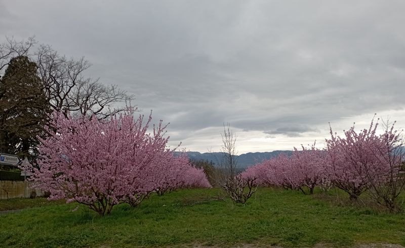 Le printemps, aux portes de Genève mars 2023