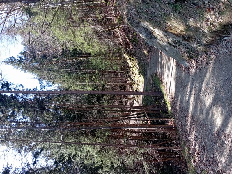 Sur le chemin des diligences (De Servoz à Chamonix) : ici la pente se radoucit (un peu)