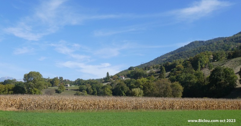 Le mais a soif (oct 2023)