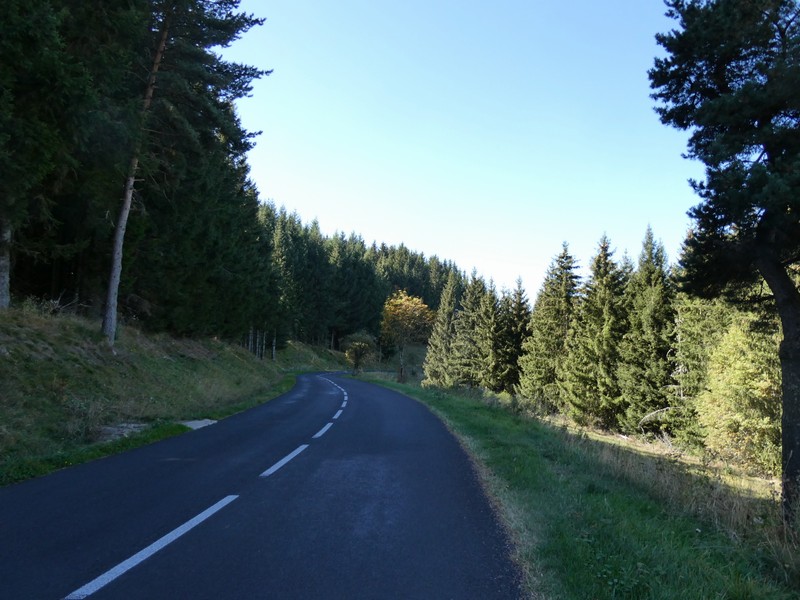 elle route dans cette belle foret