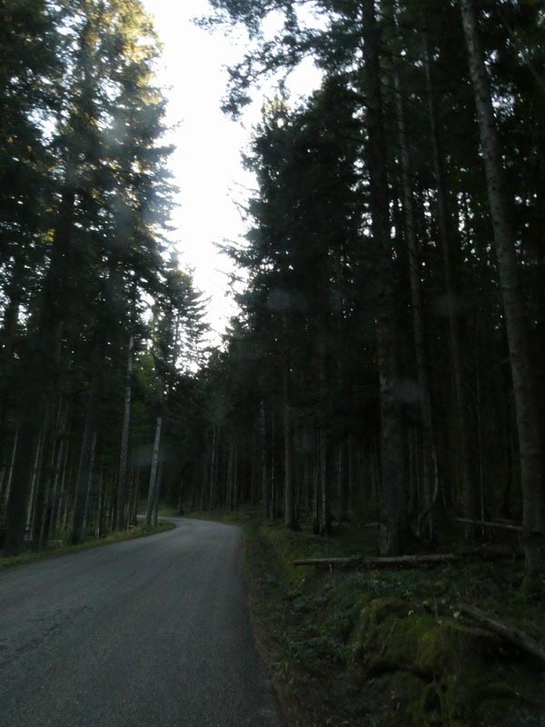 Foret envoutante et endorphinatoire du côté de st Bonnet le froid