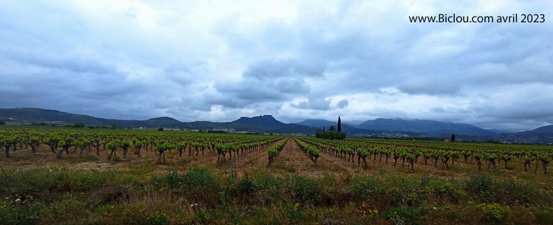 Paysage de l'Hérault ; vignes et collines