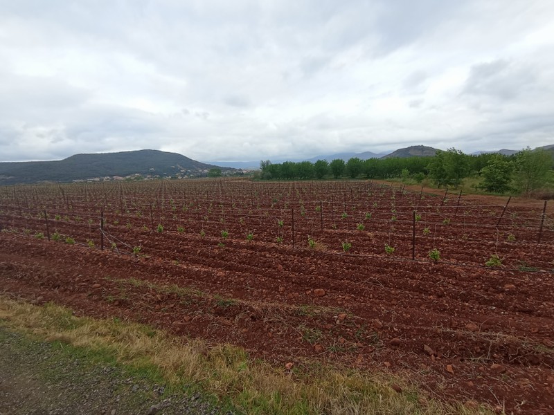 Vignes des terres rouges, à l'approche de Salagou