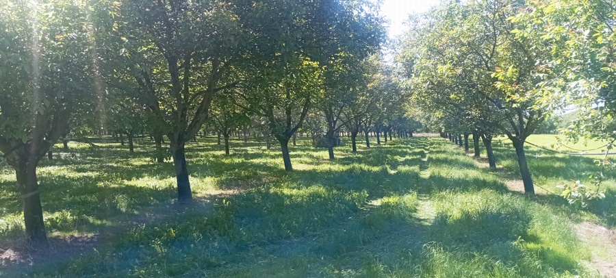La Noyeraie (Sud de Grenoble)