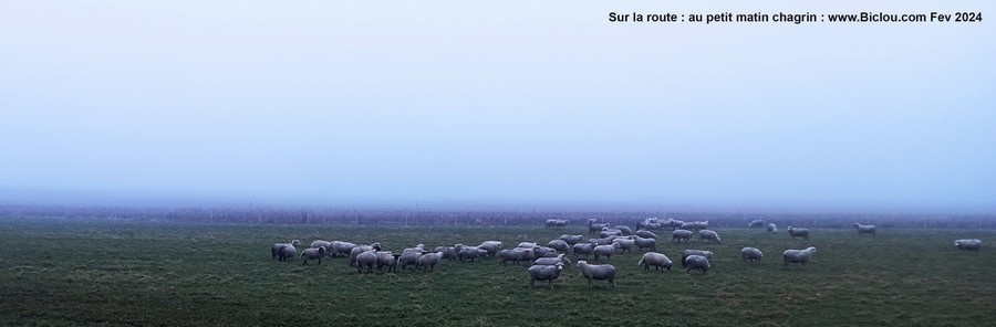 Des Zamis du matin