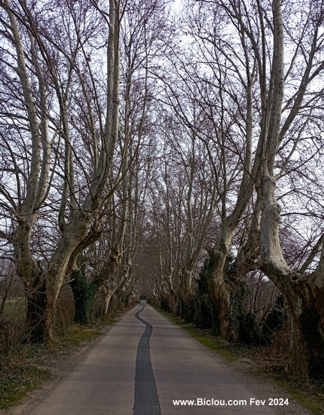 Arrivée à Sorgues entouré d'une haie de platanes