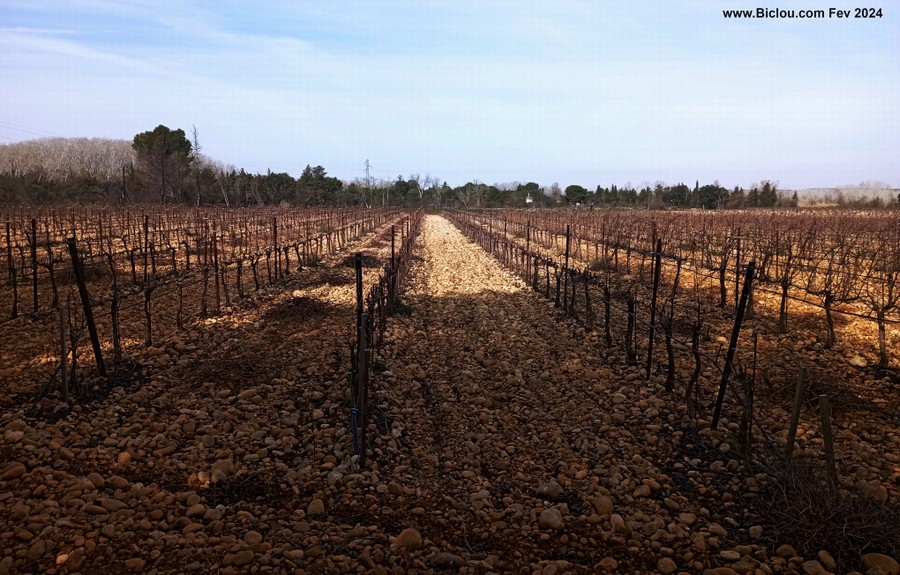 Vignes de Sauveterre dans les galets