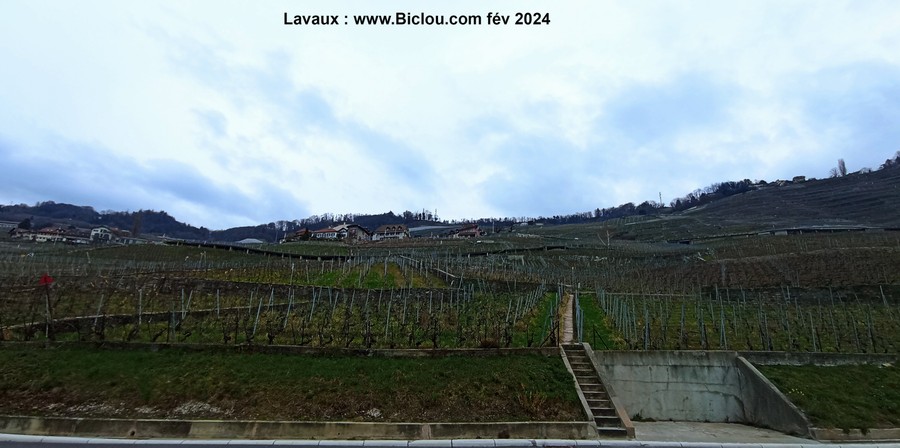 Lavaux