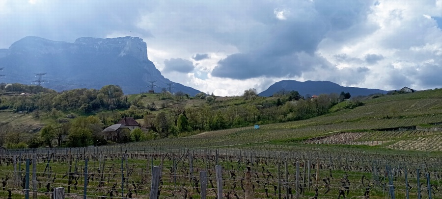 Et revoilou le fameux Mont Granier et le col Eponyme.. dans les vignes de Myans