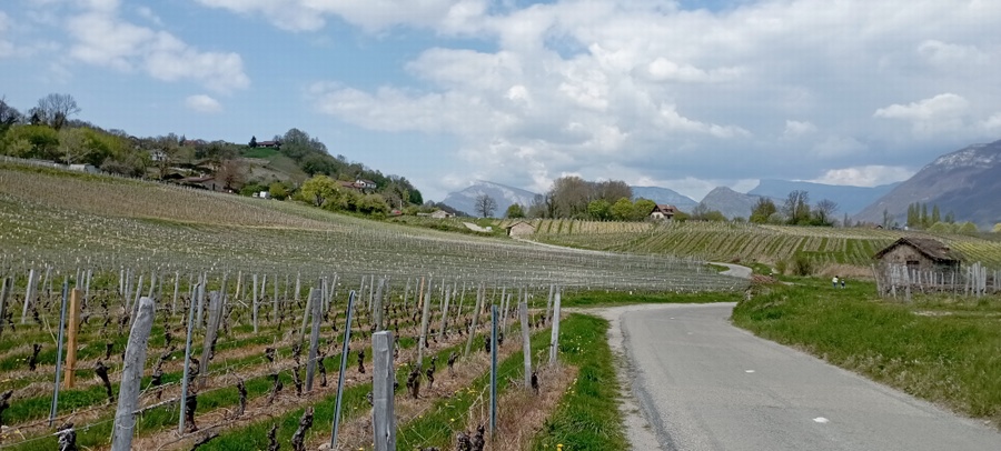 Les vignes de Myans (Savoie)