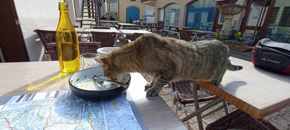 Un ami qui veut du bien à ma gamelle