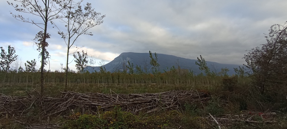 La peupleraie de Chutagne (Savoie) en vue du Grand colombier en octobre 2025