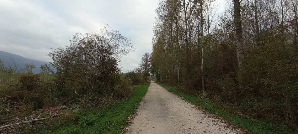Dans la Peupleraie de ChauTagne (Savoie)
