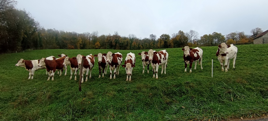Les belles supportrices