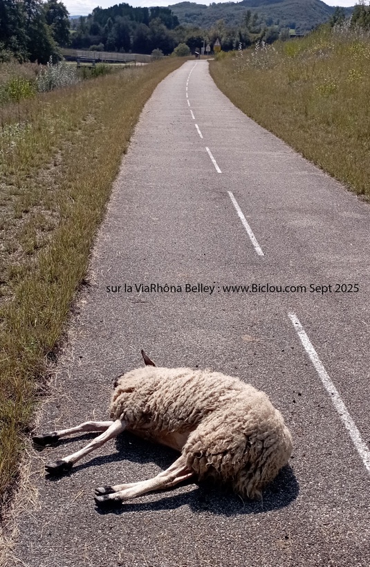 Non ce n'est pas claudio qui dort, mais un mouton mort, sur ViaRhôna