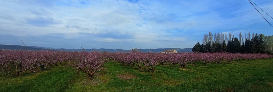 C'est le printemps ..
