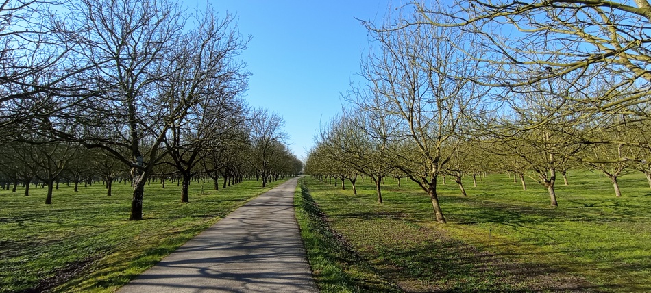 Dans la Noyeraie, du côté de Vinay (Isère)