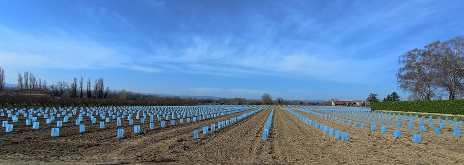 Plantations d'arbres fruitiers
