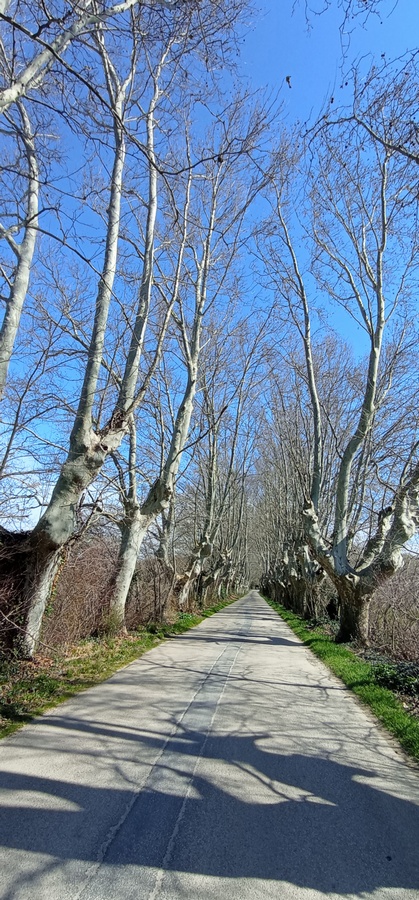 Bel alignement de platanes (Sorgues ; Vaucluse)