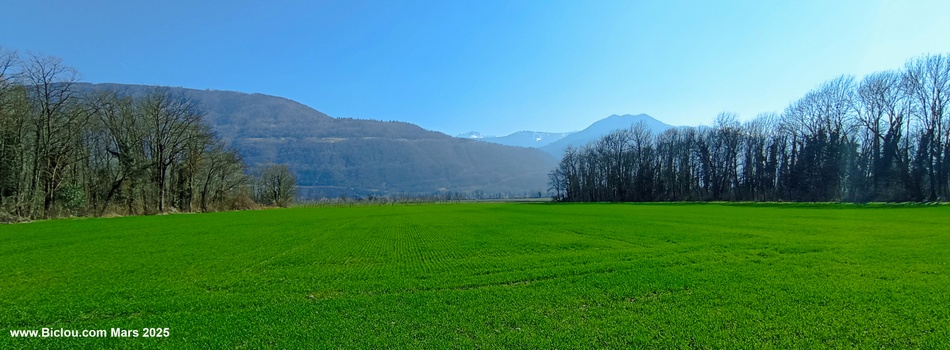 Toujours en Grésivaudan, belle herbe verte ..
