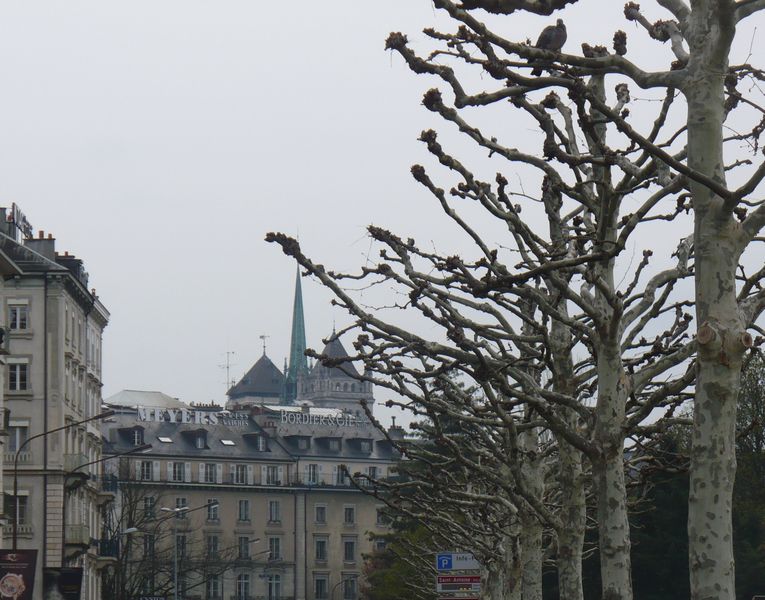 La cathédrale de genève vue des branches