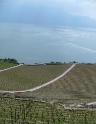 Le vignoble de Lavaux vu par un cyclotouriste