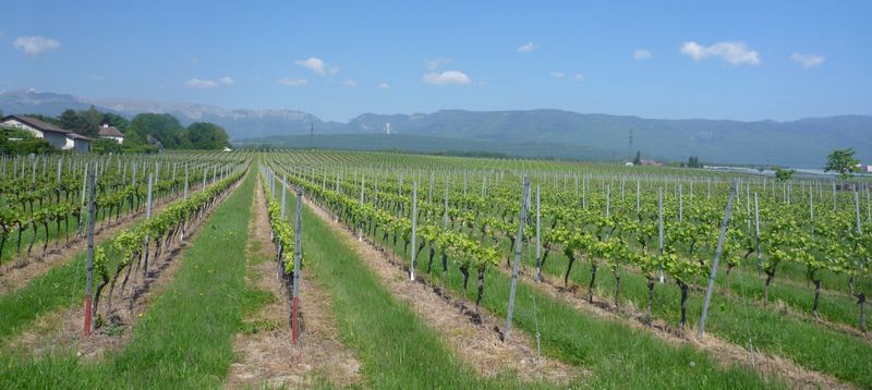 Le Vignoble vaudois
