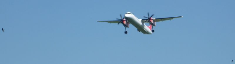 Atterissage en douceur à l'aéroport de genève en 2010 : accompagné de deux rapaces ..