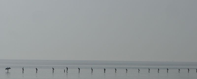 volatiles futiles sur le léman