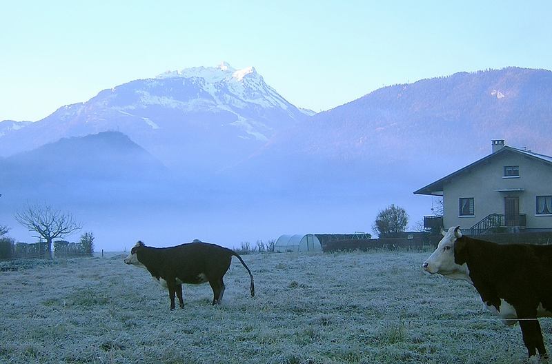 Les vaches qui pissent de Cons saintes colombe en 2004