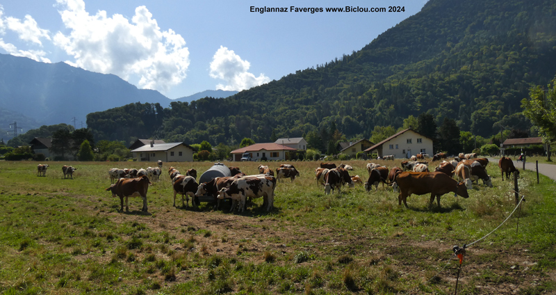 vaches-englannaz-favergestitle=vaches-englannaz-faverges
