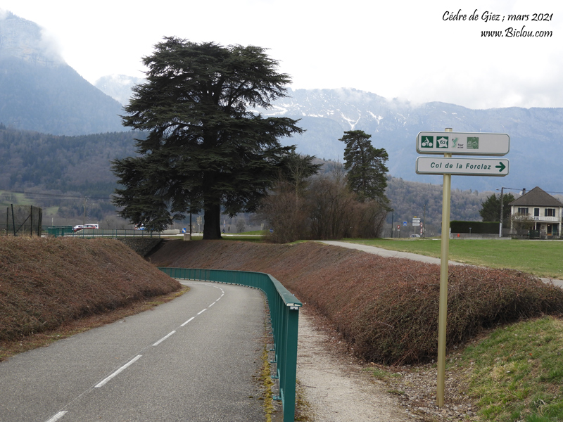 Le-Cedre-de-Giez-mars-2021-et-balisage-voie-vertetitle=Le-Cedre-de-Giez-mars-2021-et-balisage-voie-verte