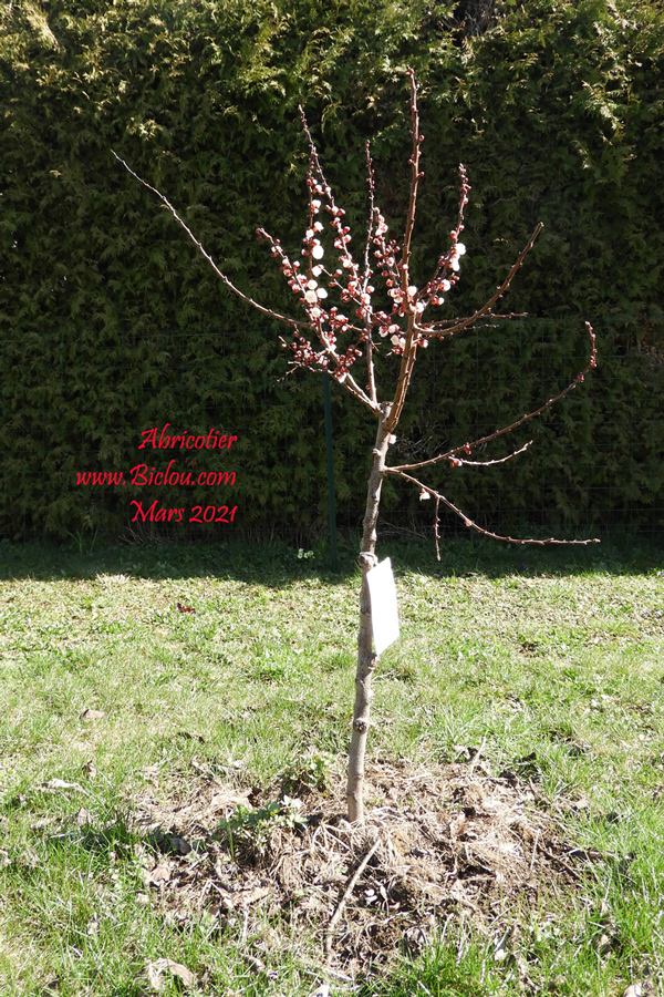 Abricotier-du-glaude-2021