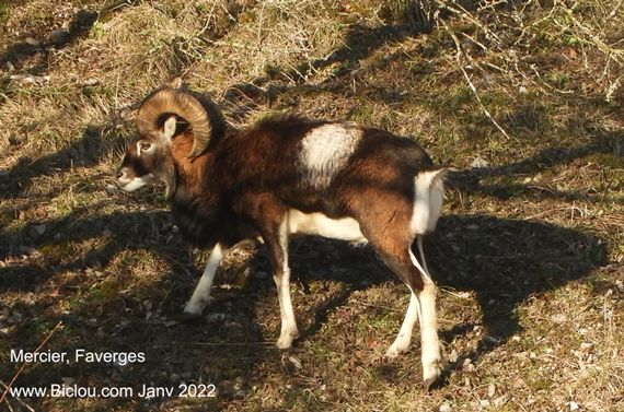 mouflonstitle=mouflons