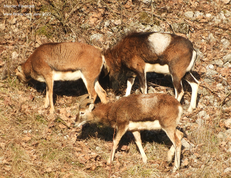 Mouflons-de-Faverges