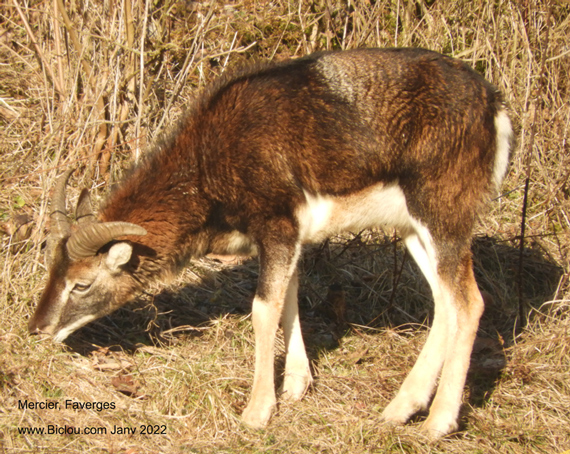 mouflons-mercier-faverges-2022title=mouflons-mercier-faverges-2022