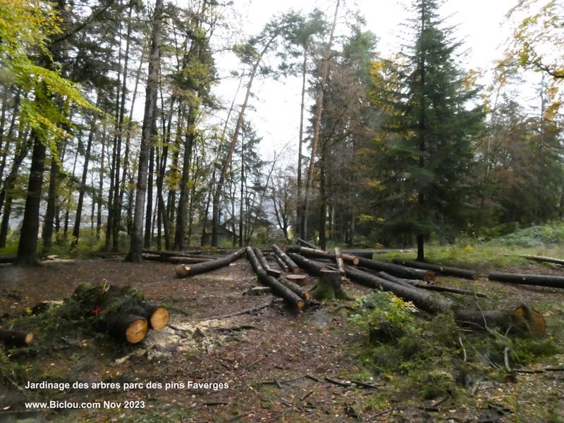 Massacre-ala-tronceneuse-parc-des-pins-Favergestitle=Massacre-ala-tronceneuse-parc-des-pins-Faverges