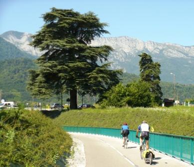 cedre
