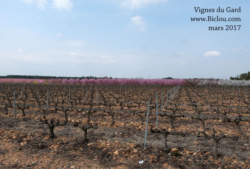 Vignes du Gard<